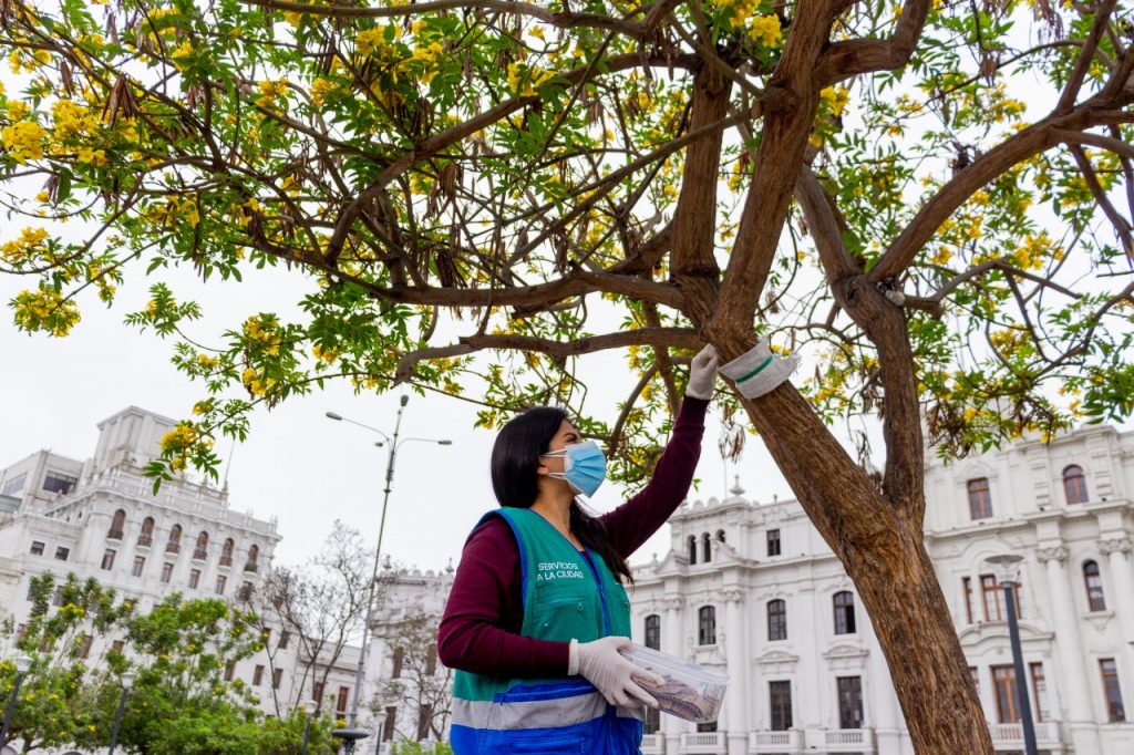 Municipalidad de Lima continúa impulsando proyecto de control biológico de plagas en el Cercado