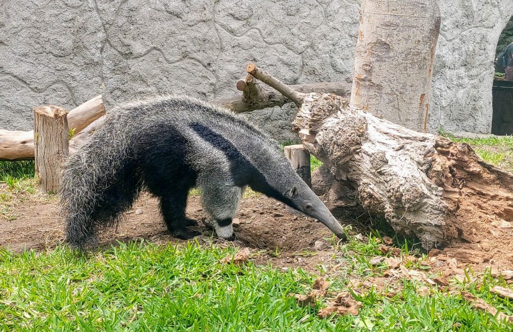 Conoce al oso hormiguero gigante en el Parque de las Leyendas