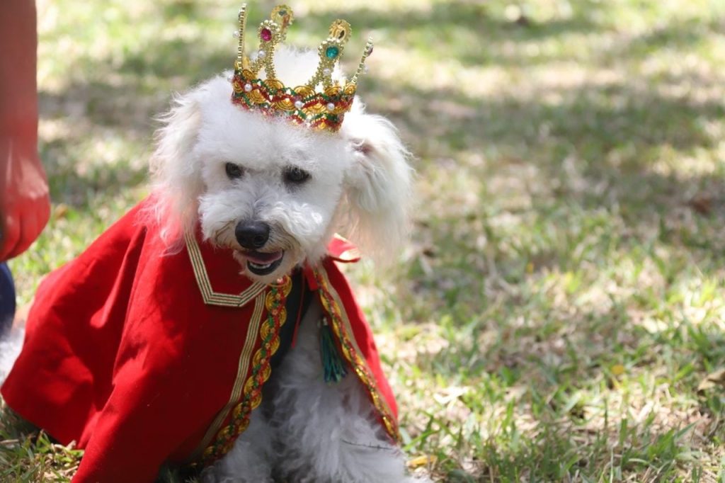 Navipets: Municipalidad de Lima organiza feria para mascotas