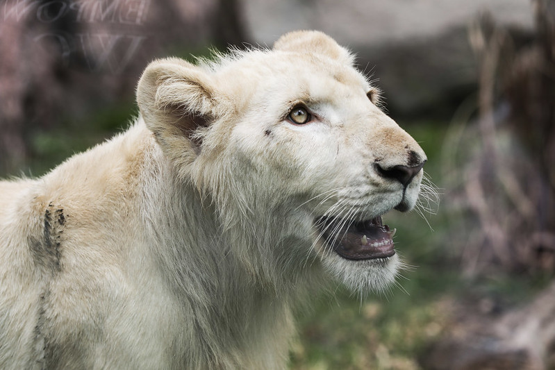 Parque de las Leyendas presenta primera pareja de leones blancos