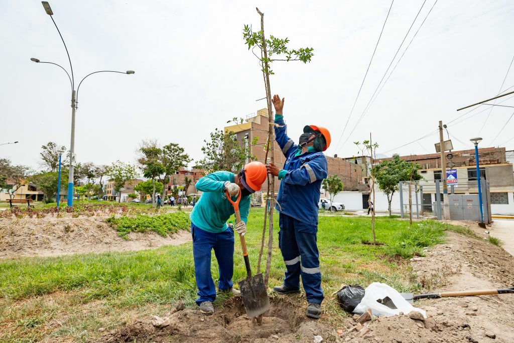 Ampliación norte del Metropolitano: MML plantó más de 1,000 árboles en Comas