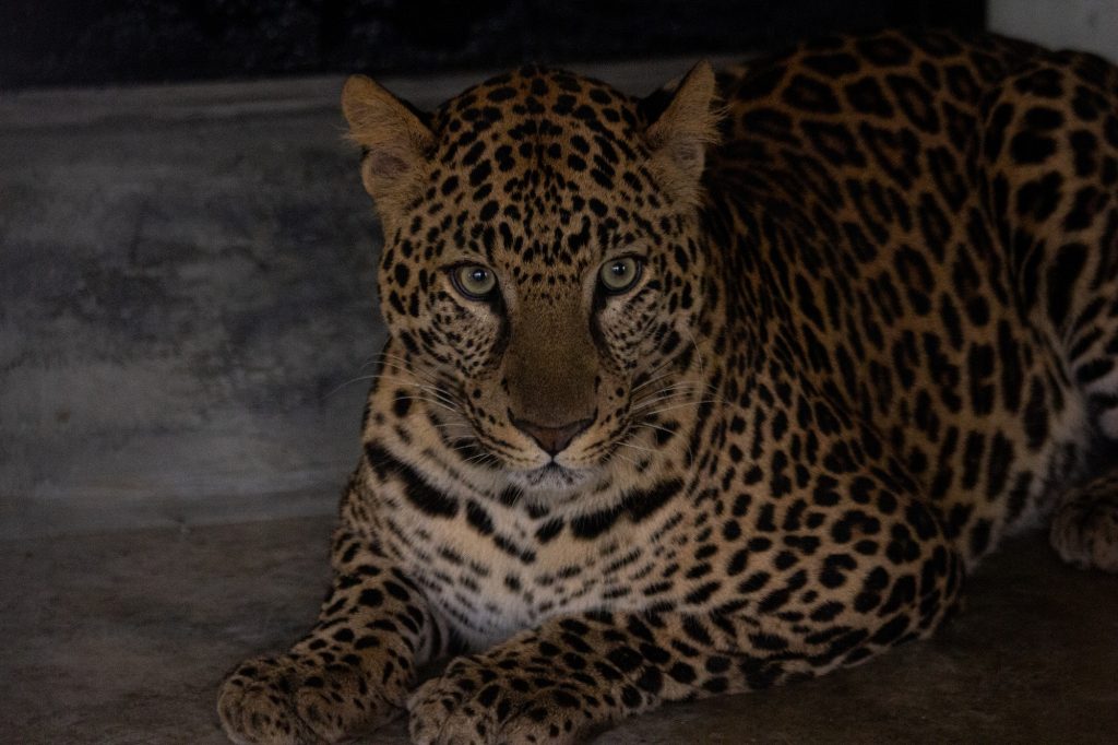 Por primera vez en el Perú: Parque de las Leyendas presenta a pareja de leopardos
