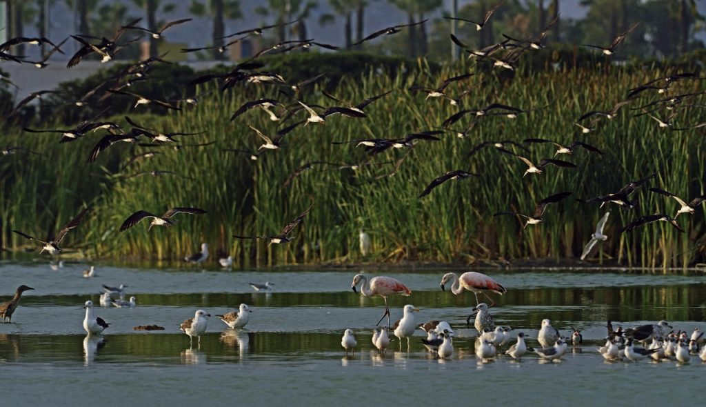 Entrada gratis a los Pantanos de Villa por el Día Mundial de los Humedales