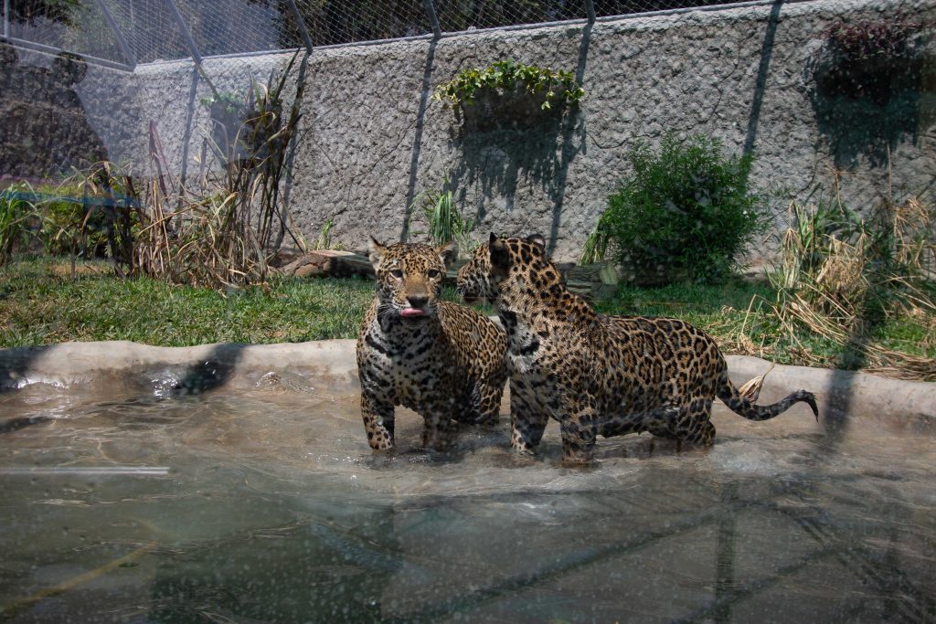 Parque de las Leyendas: dos nuevos otorongos estrenarán remodelados espacios en la zona Selva