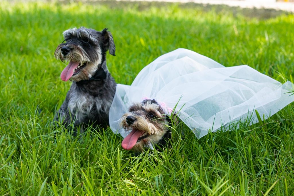 San Valentín: perritos sellarán su amor en el club zonal Huiracocha