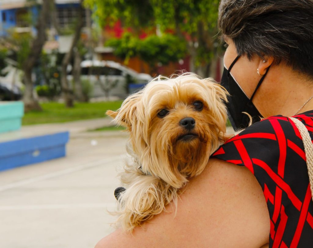 Feria para Mascotas en el Cercado: atenciones gratuitas, vacunación, ropa, accesorios y mucho más para tu engreído