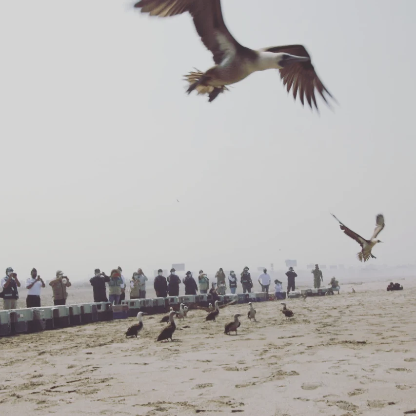 Parque de las Leyendas de Lima libera aves afectadas por el derrame de petróleo en el litoral