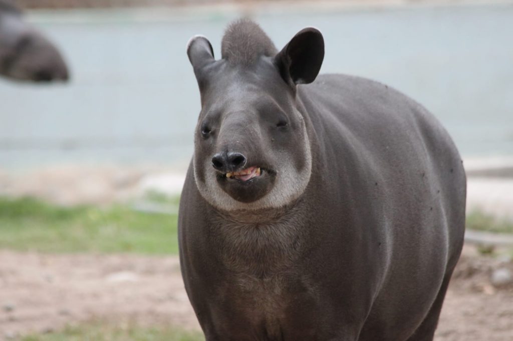 Aliado de los bosques amazónicos: Parque de las Leyendas celebra el Día del Tapir