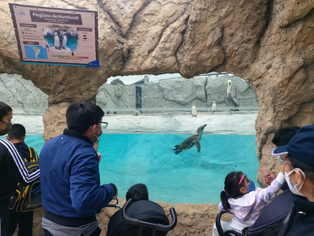 Celebra el Día Mundial del Pingüino en el Parque de las Leyendas