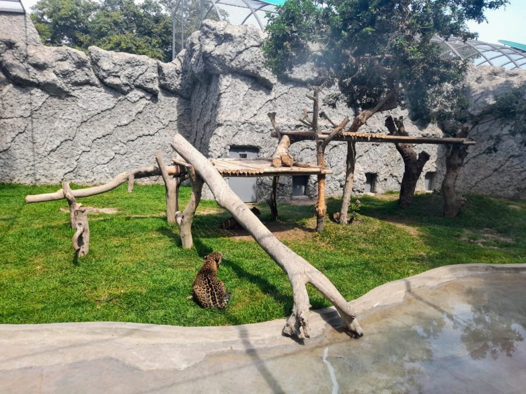 Parque de las Leyendas: modernos recintos albergan a otorongos