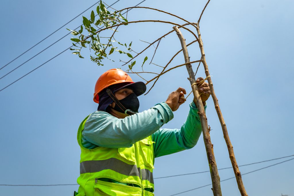 Ampliación Norte del Metropolitano: Más de 1,400 árboles fueron plantados en Lima norte