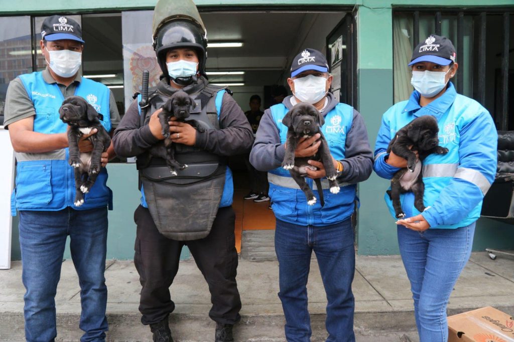 Comando Patitas de la Municipalidad de Lima rescató 50 cachorros del comercio informal