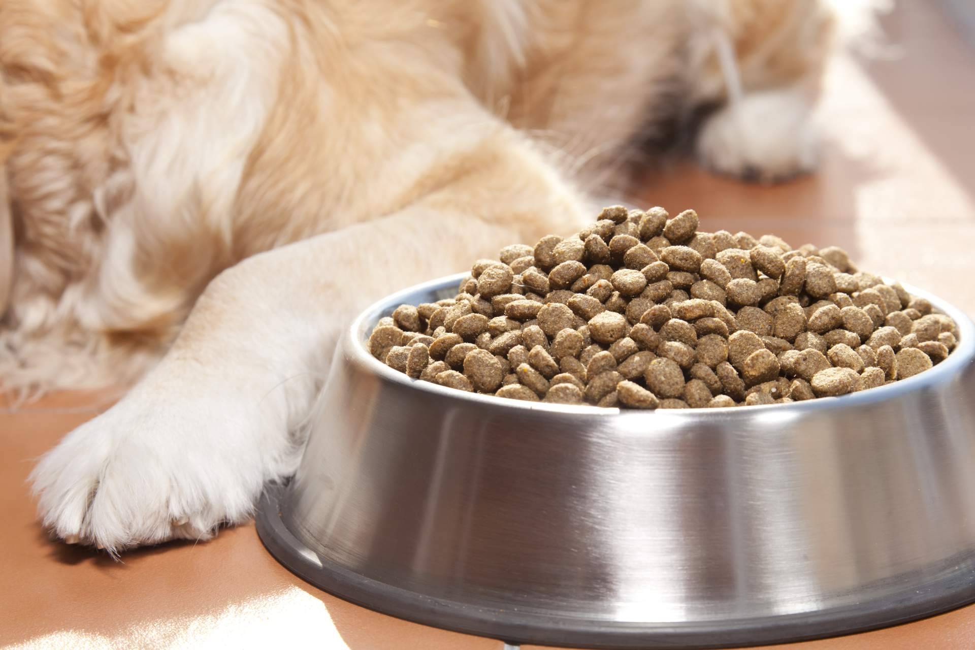 Encontrar el alimento ideal para una mascota, con la ayuda de Kaman Pet y su sistema de calidad nutricional Kaman Points