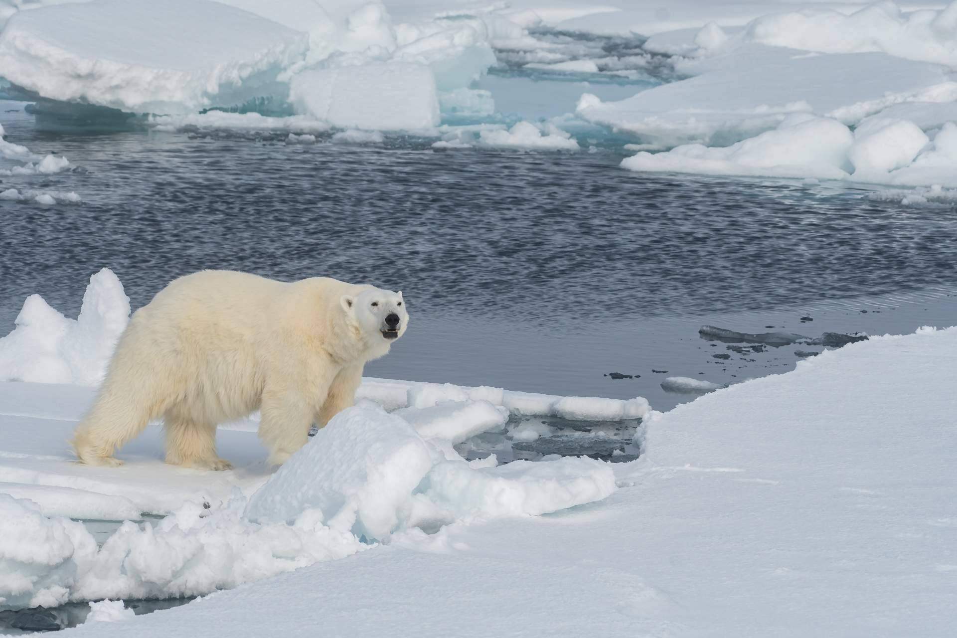 Mantenerse informado sobre las especies en peligro de extinción, con Noticias Ambientales
