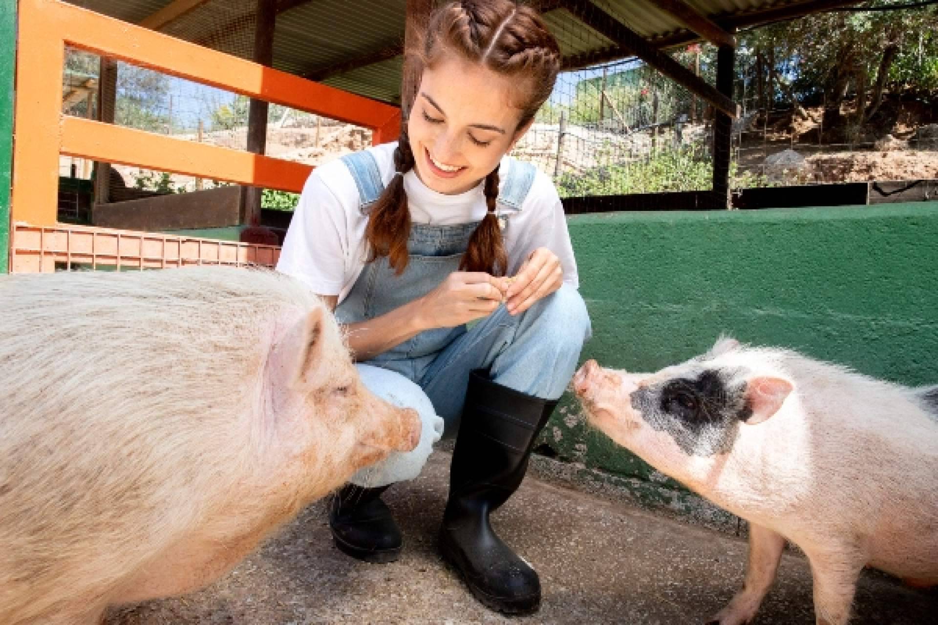 La rentabilidad del negocio la determinan las etapas de alimento para cerdos