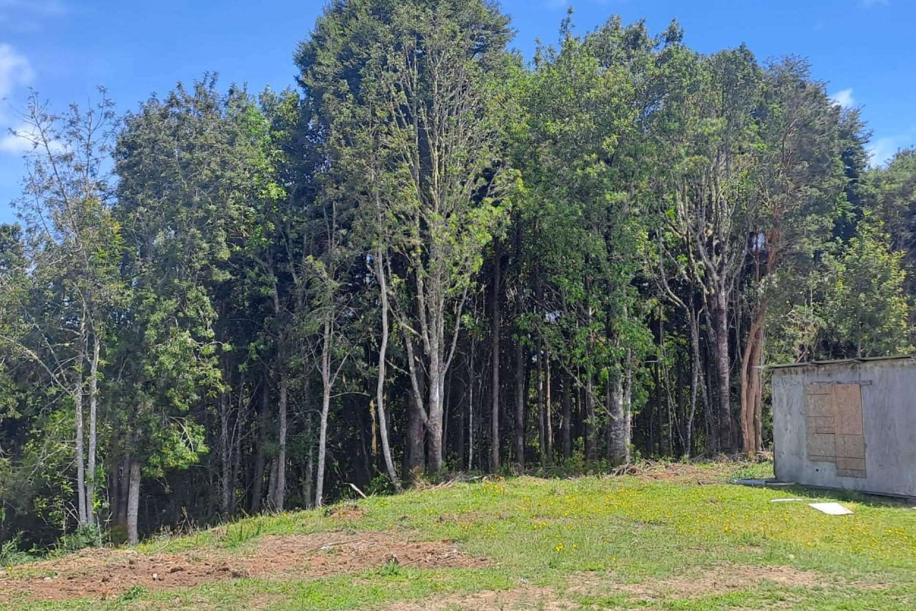 Innovación y naturaleza, redefiniendo el mercado de parcelas en el sur de Chile con Latitudes Australes